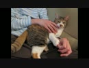 お兄ちゃんの腕に乗って大威張りな猫