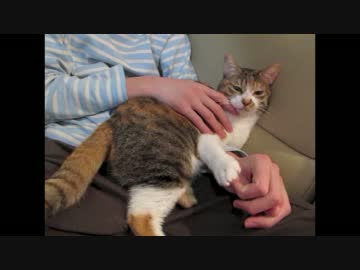 お兄ちゃんの腕に乗って大威張りな猫