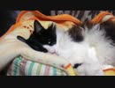 うちのもう一匹の猫の寝姿を撮影してみた（３月３０日）
