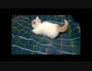 【ねこさんと暮らす】σﾟ∀ﾟ ｵﾚ強い