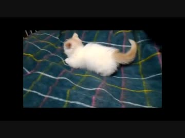 【ねこさんと暮らす】σﾟ∀ﾟ ｵﾚ強い