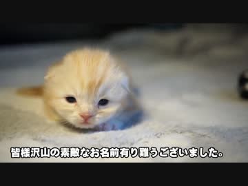 【#368】 子猫の名前　【猫万歳】