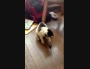 ロキ、元気になる