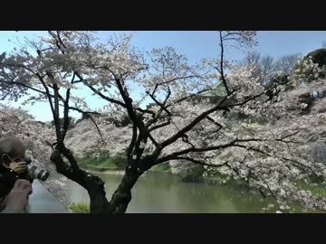 【2015/3/31】靖国神社：桜【前篇】