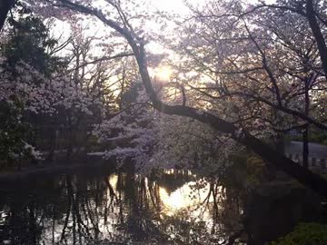 オリジナル曲「湖上の桜」