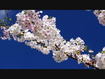 【お気楽バイク旅】花の西伊豆 2015-3-31【MT-07】