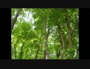 となりのトトロ ‐Acoustic ver.‐ 【歌ってみた】