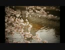 オリジナル曲「はなさそふ」をアコギで弾いてみた。