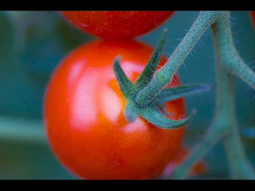 【実況】　トマト　【後編】