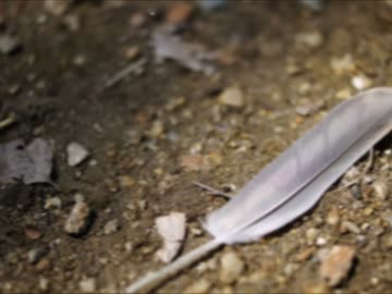 【NNIインスト】Harpy