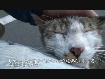 最強に人懐こい野良猫、猫の器が大きい所を見せる