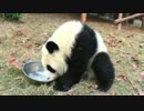 20150401 月亮産室 初めてのタライミルク。さすが星語（シンユゥ）アネキ。凄いスピードでミルクを飲み終わり、タライを抱いて遊んでいる。