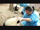 20150401 AM0753 月亮産室 初めてのタライミルク。毛笋（マオスン）はうまくタライを使えず、寝そべって飲もうとする。
