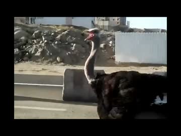 【Orpheus】ダチョウは走る【ATSUSHI】.mp4