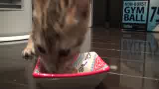 ウマいって言ってる？子猫
