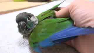 ウロコインコ：チビ【ペシペシ Part2】