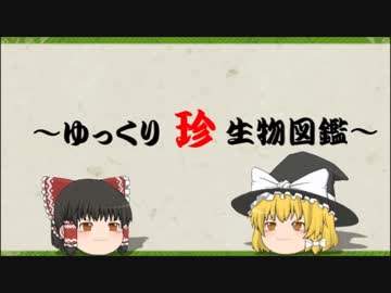 ～ゆっくり　珍　生物図鑑～　第43回 　アメリカドクトカゲ