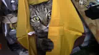 【生後347日】きょうの仔猫【蒼民家の猫々】