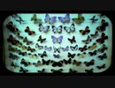 The Velvet Underground － Sunday Morning (日本語和訳ver)