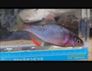 4.1bikou師小物釣りx264.aac.mp4