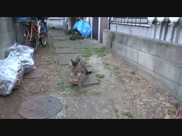 【閲覧やや注意】猫時空の母猫の避妊の捕獲に挑む