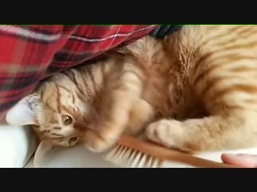 【拾い猫】ランカ。ブラッシングはいやいや
