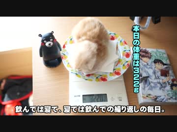 【#370】 本日も可愛い　【猫万歳】
