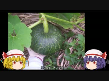 ゆっくり農民03カボチャを育ててみませんか？