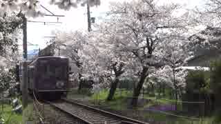 【お花見の】嵐電・桜のトンネル(鳴滝宇多野間)【名所？】