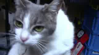 【生後348日】きょうの仔猫【蒼民家の猫々】