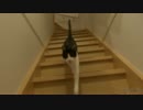 猫の鳴き声を文字で表現してください。