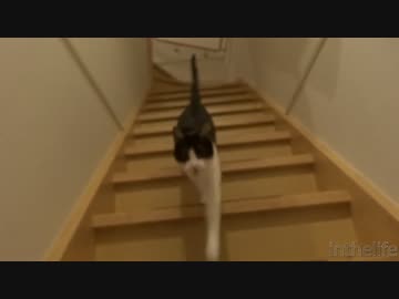 猫の鳴き声を文字で表現してください。