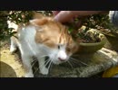 とある田舎の猫事情　～いつだっているよ、若トラ～
