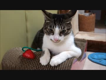 犬っぽくボールで遊ぶ猫ミルキー