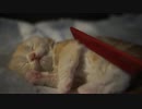【#371】 熟睡ゆずくん　【猫万歳】