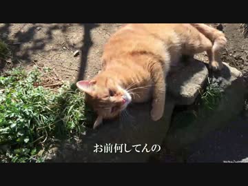【公園猫戦争】対決！人懐こい茶トラ猫VS老いた元ボス猫