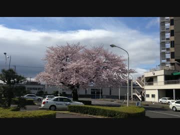 東府中駅前「府中自動車教習所」の桜