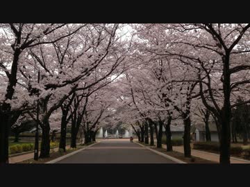 府中の森公園の桜