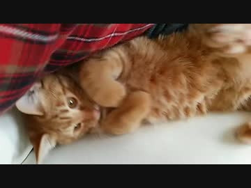 【拾い猫】(画質改善)ランカ。ブラッシングはいやいや
