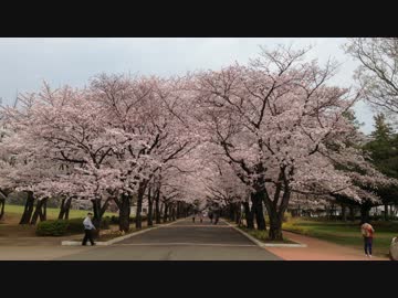 府中の森公園の桜・その2