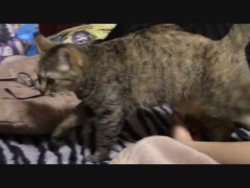 拾いねこ＠生後1004/971日目　おっさんに格納庫まさぐられる月音さん