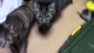 【生後349日】きょうの仔猫【蒼民家の猫々】