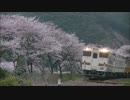 【のら】撮り鉄のお花見 2015【通過動画】