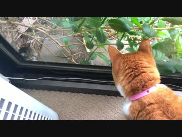 【2号】ノラ猫のケンカを止めに行けず心配する猫【ネコ】