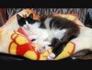 うちのもう一匹の猫の寝姿を撮影してみた（４月４日）