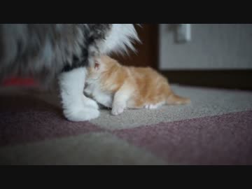 【#372】 まったりとか　【猫万歳】