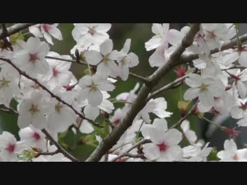 癒しのキャンプ その１