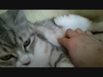 【シロとトラ】トラをひたすらモフってみた