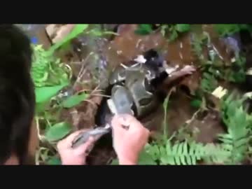 蛇、ヘビに巻きつかれた猫、ネコを救出.mp4