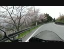 【桜吹雪】ソロツーリング行ってきた